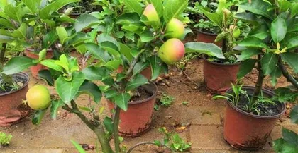 Apple Fruit Stage Maintenance and Management Methods (Master Apple Fruit Stage Knowledge, Do Well in Tree Maintenance Work)
