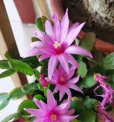 绿宝树的开花周期与时间(了解绿宝树开花的秘密及养护技巧)2