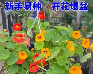 Is the旱金莲 a perennial plant? (Exploring the life cycle and characteristics of旱金莲)