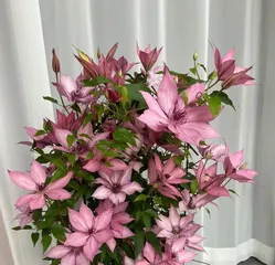 Orchids (suitable for home cultivation, easily create a green space)