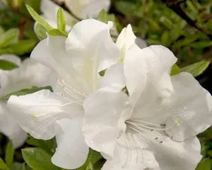 The splendid and colorful azaleas bloom all year round (Choosing the time and place to appreciate azaleas makes you love them more and more)