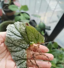 Can the hawthorn cuttings survive?