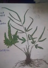 Explore the efficacy and effects of foxtail grass (from dispelling wind and dampness to improving blood lipids and blood sugar, foxtail grass benefits your health)