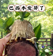 Cultivation methods and precautions for hydroponic Dracaena (Easily create a green home - Dracaena hydroponic cultivation guide)