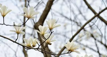 Explore the blooming season and growth habits of Magnolia flowers (Understanding the blooming patterns and growth habits of Magnolia flowers)