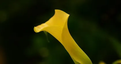 The season of calla lily blooming, (appreciating the beauty of calla lilies, welcoming the arrival of summer)