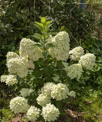 Cultivation Methods and Precautions for Fragrant Snowballs (Understanding Fragrant Snowballs to Help You Become an Excellent Grower)