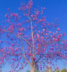 Yulian Flower blooming time analysis (the secret of spring blossoming and how to appreciate magnolias)