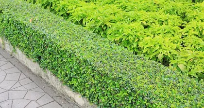 Hedge plants—enhance your life (Explore the world of hedge plants, create a comfortable home environment)