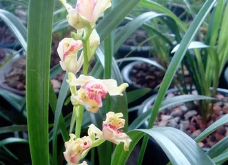Orchid Watering in Winter (How to Scientifically Water Orchids to Safely Get Through the Winter)