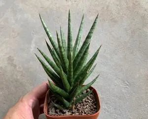 Snake Plant - A Great Choice for Removing Formaldehyde (Keeping snake plants at home ensures health and environmental friendliness)