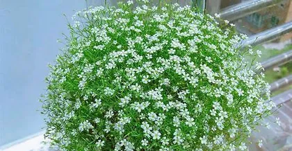Can starlight be grown in the ground? (Exploring the cultivation methods and precautions for starlight)