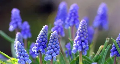 Is the fragrance of hyacinth flowers toxic? (Discover the truth about hyacinth flowers and prevent poisoning risks)