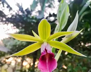 Cranes Flower Care Tips (Make Your Cranes Flower Grow More Vigorously)