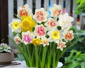 Narcissus post-blooming care techniques (to make Narcissus bloom for a longer period) 2