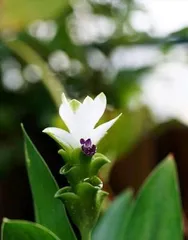 Does the ginger lily have a fragrance? (Scientific Analysis of the Aroma Components and Mechanism of Ginger Lily)