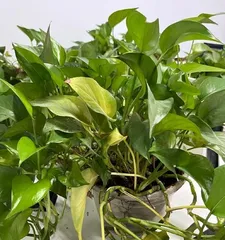 How to water a large evergreen ivy correctly? (The growth of large evergreen ivy requires a moderate amount of water)