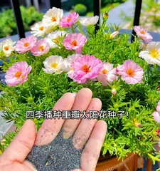 Mainly considering adaptation to the arid climate of the northwest (Mainly considering adaptation to the arid climate of the northwest)