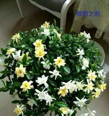When is the blooming period of large-leaf gardenia?