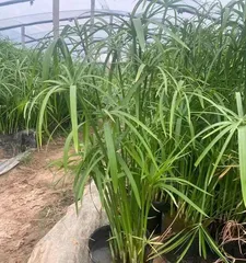 孔雀竹芋冬季养护指南(冬天如何避免孔雀竹芋冻死?)2
