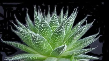 Discover the Amazing Effects of Aloe Vera (Learn About Its Aliases and Nutritional Components)