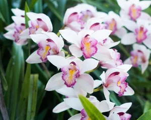 Watering Guide (From watering frequency to water quality, a comprehensive interpretation of orchid watering key points)
