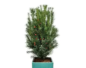 A Complete Guide to Growing Red Cedar Indoors (Green Plants Suitable for Home)