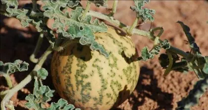 Watermelon – a "big" fruit with significant economic value (Exploring the reasons why watermelon is an economic crop and its development prospects)