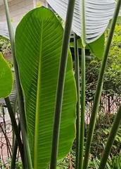 Is Starlight Shade or Sun-Loving? (Exploring the Adaptation Environment and Cultivation Techniques of Starlight)