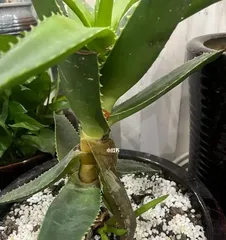 What should I do if I water my aloe vera too much? (How to handle the situation when aloe vera is overwatered?)