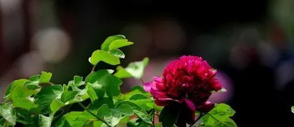 Peony - the flower that loves the sun (Exploring the Peony's Affair with the Sun)
