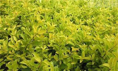 Analysis of the Conical Inflorescence Characteristics of Forsythia (Exploring the Morphology and Features of Forsythia's Inflorescence)