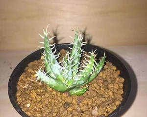 Aloe vera's tolerance temperature (exploring whether aloe vera can grow in extremely cold environments)