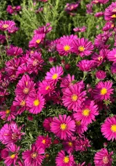 Necher菊花（Necher菊花的特点与养护技巧）