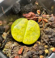 生石花多肉养护指南(打造繁花绚烂的多肉花园)3
