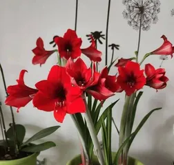 Full Analysis of Dendrobium Big Head Flowering (Unveiling the Flowering Secrets of Dendrobium Big Head, How Long Does the Flowering Period Last?)
