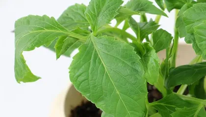 Does chrysanthemum prefer shade or sun? (Decoding the growth environment of chrysanthemum)