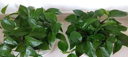 Aquatic Cultivation Techniques for Pothos Leaves (How to Grow Pothos Leaves Healthily in Water? Insider Tips Revealed!)