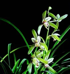 The Beauty of Autumn Orchids (Exploring the Mystery of Orchids Blooming in Autumn)