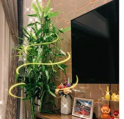What kind of plants are good for attracting wealth on the fridge? (Here are some recommended plants that are easy to care for and attract wealth)