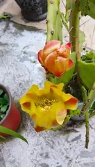 The Time and Characteristics of Cactus Blooming (Exploring the Cactus Flowering Cycle to Understand the Life Cycle of This Unique Plant)