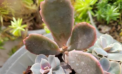 Succulent Mother of Thousands Leaf Propagation Method Explained (Easily Master Leaf Propagation Techniques, Cultivate Beautiful Mother of Thousands)