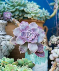 Cultivation Methods for Sedum 'Domei' (Creating a Visually Stunning Succulent Garden)