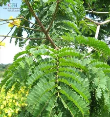 五行属木的植物大全(探寻五行属木的各种植物及其特点,了解五行属木的奥秘)2