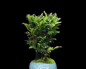 五行属木的植物大全(探寻五行属木的各种植物及其特点,了解五行属木的奥秘)3