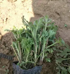Tracing the Footprints of Autumn – Ground Cover Chrysanthemum Bloom Season (Exploring the Origin, Characteristics, and Viewing Time of Ground Cover Chrysanthemums)