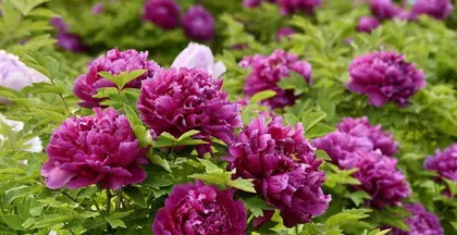 The best planting time for peonies (choosing a suitable time to let peonies bloom in their vibrant beauty)