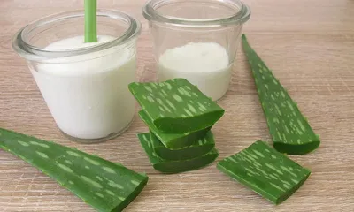 Can yogurt be used to water aloe vera? (Discussing the effects and precautions of using yogurt to water aloe vera)