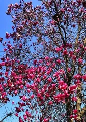 Yuluan Tree Variety Selection Guide (How to Choose the Most Suitable Yuluan Tree Variety?)