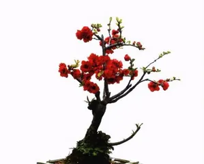 How to properly pot a weeping crabapple (choosing the right pot and soil to ensure healthy growth of the crabapple)